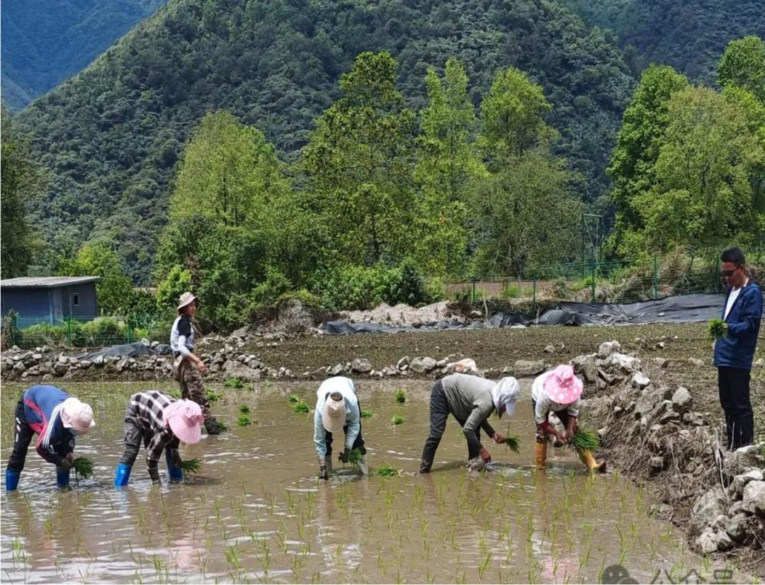 西藏首次进行再生稻试种